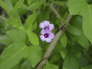Littlebell vine and flowers - Ipomoea triloba